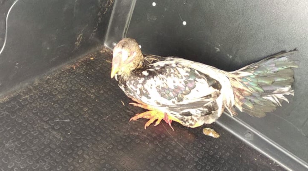 Galo que foi apreendido após cantar na madrugada é vendido: 'Fiquei constrangido', diz dono