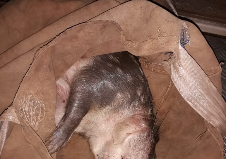 Homem é preso em Peabiru por caça ilegal e porte de arma de fogo