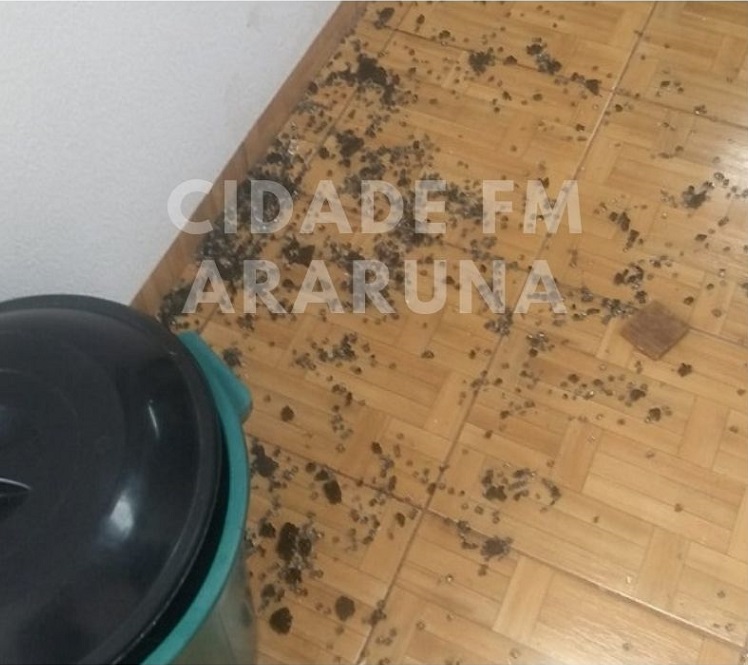 Rapaz é preso por arrombamento e furto de residência no Jardim Village