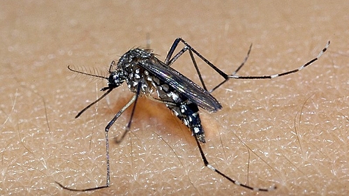 Aumento de casos de dengue em Araruna leva à abertura de posto de campanha