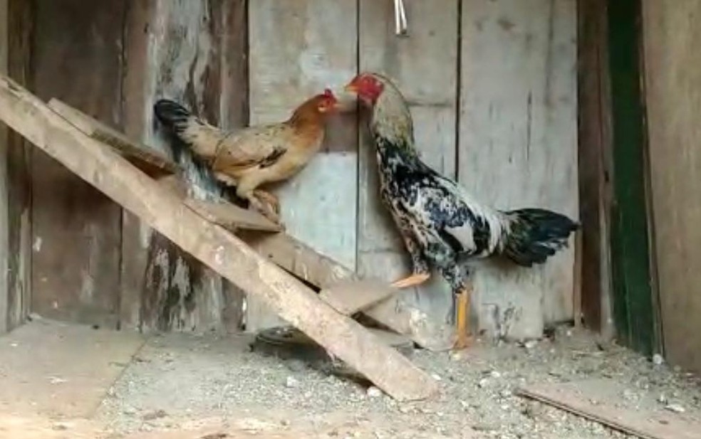 Galo é apreendido após cantar durante a madrugada em Ivaiporã