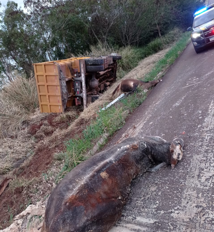 Vacas soltas na pista provocam acidente na BR-272
