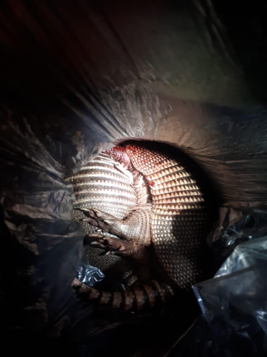 PM apreende animais silvestres abatidos e arma de fogo em Iretama